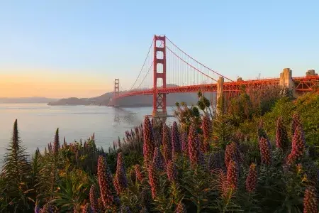 The Golden Gate Bridge is pictured with large flowers in the foreground.